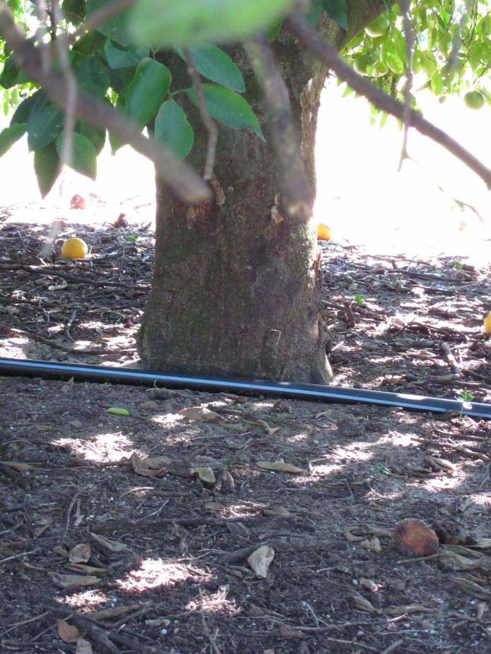            Bark (Winter Haven, FL)   